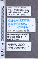Etiketten zu Proludius pyrros (Herbst, 1806) (NHMW-ZOO-COL-0008355)